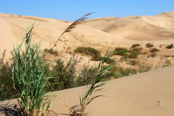 世界上第一个被消灭的沙漠:毛乌素，绿植93%(塞上绿洲)