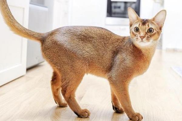 世界上血统最高贵的猫：阿比西尼亚猫(诞生于四千年前)