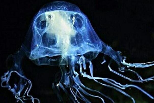世界上毒性最强的水母:澳洲方水母，被蛰3分钟便死亡