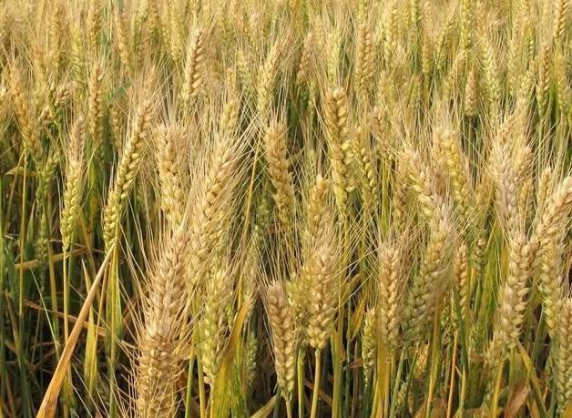 欧美国家“禁止”中国种水稻的原因？种水稻影响全球气候？