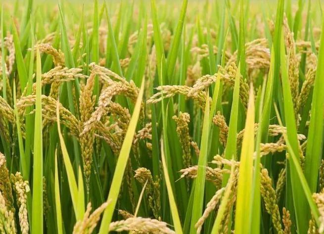 欧美国家“禁止”中国种水稻的原因？种水稻影响全球气候？