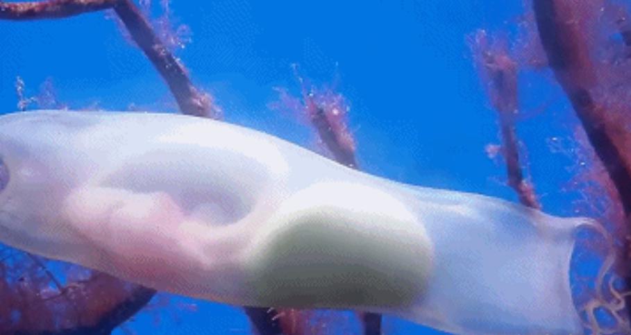 一条在鲨鱼卵鞘里的鲨鱼宝宝，在附着的水草上生长（性情温和）
