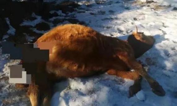 吉林一头黄牛的臀部发现被什么动物撕咬，现场有大猫脚印