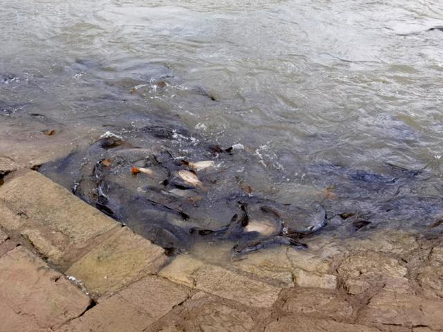 鱼太多让长江水域变黑，十年禁鱼显成效（生态环境）