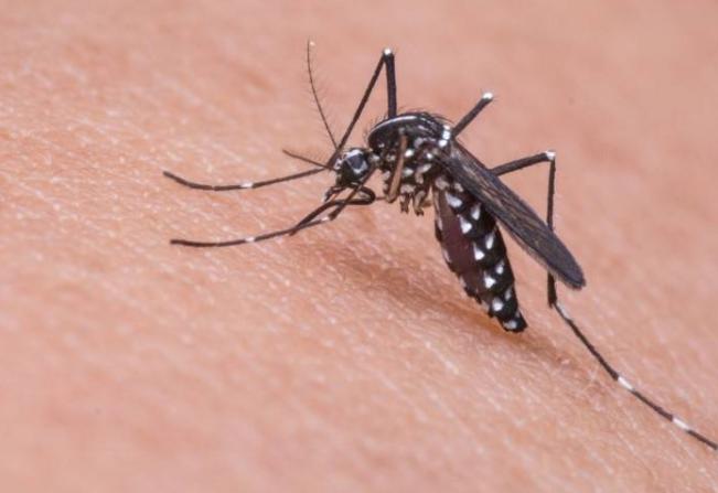 美国无视警告坚持释放24亿只蚊子！会影响未来生态环境吗？