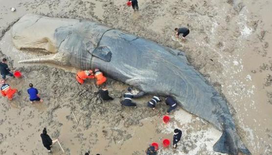 宁波抹香鲸搁浅被救7艘船用了20多小时，为何一定要救?（第一例）
