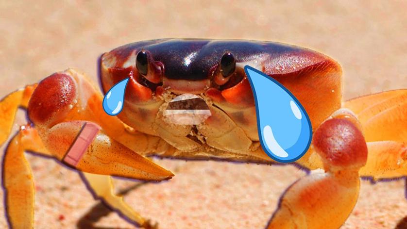 英国科学家要把螃蟹列入动物保护？原因竟是它能感受疼痛！