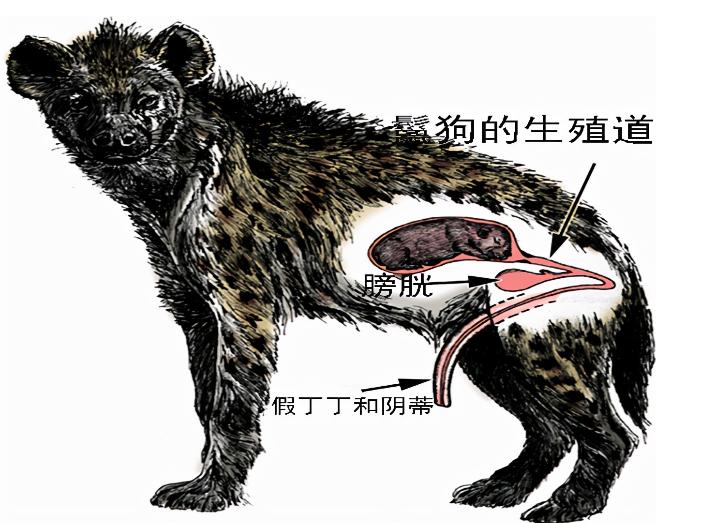 雌性为什么长出雄性器官？日本一只母鬣狗长出公狗的标志(狗变性)