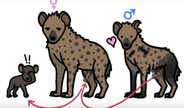 雌性为什么长出雄性器官？日本一只母鬣狗长出公狗的标志(狗变性)