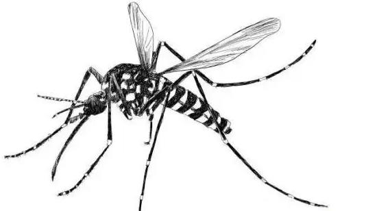 冬天蚊子藏在你家的角落里冬眠吗？次年可繁衍（上千后代）
