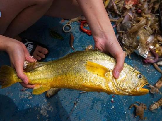 30年难遇！有一渔民竟捕捉到2450公斤大黄鱼，生态环境是如何变好