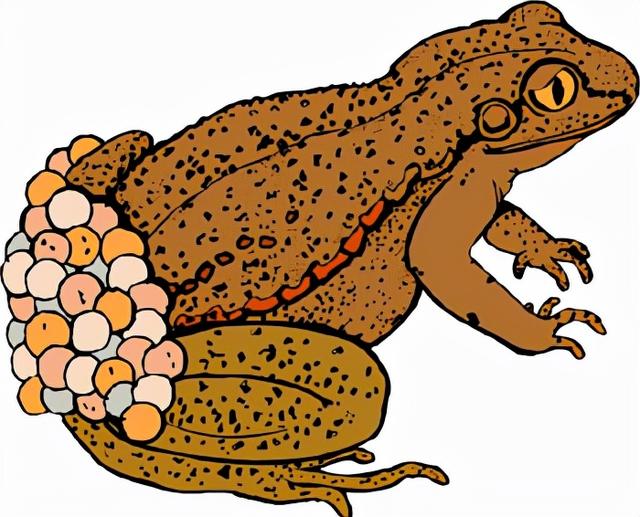 古人为了验孕，甚至把青蛙给整灭绝了（人绒毛膜性腺激素）