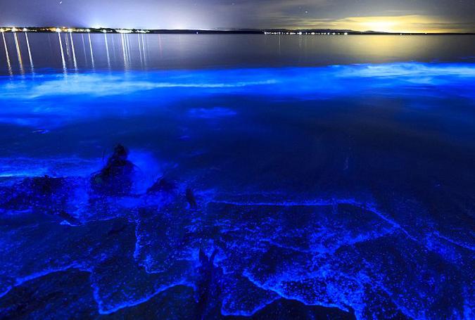 1500斤鲻鱼死亡，大连的荧光蓝海水行造成海面为何是（荧光色）