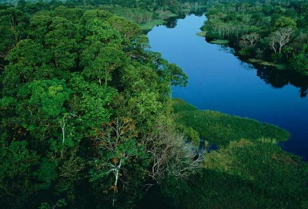 世界上最大的雨林：亚马孙雨林(占世界雨林面积的1/3)