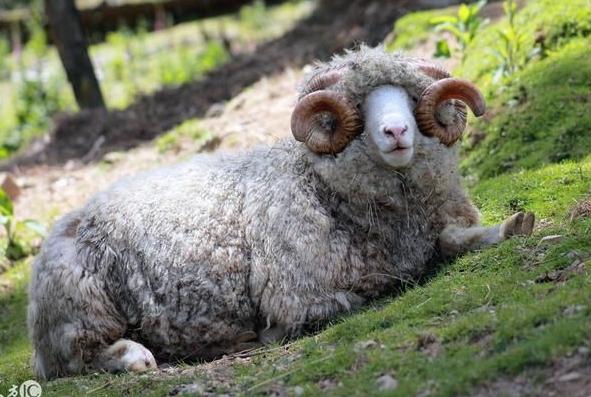 公绵羊长寿秘密被发现，人类明明可以模仿，为何（不推行）