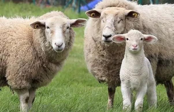 公绵羊长寿秘密被发现，人类明明可以模仿，为何（不推行）