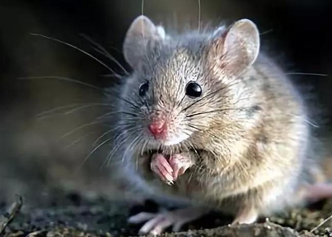 公鼠怀孕,“瘦素”如何发现？科学家将两鼠连体是不是(违背道德)