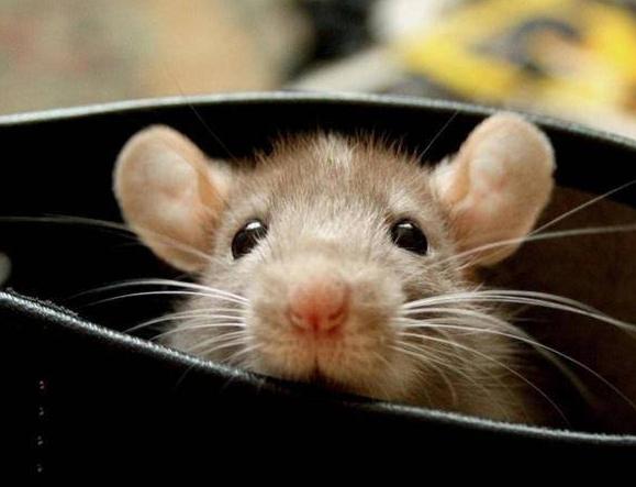 公鼠怀孕,“瘦素”如何发现？科学家将两鼠连体是不是(违背道德)
