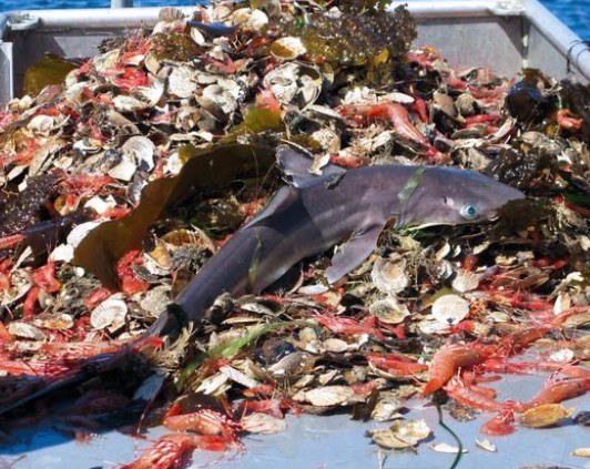 神秘现象!700万海豚死亡，开1个金枪鱼罐头，就可能死亡1只海豚