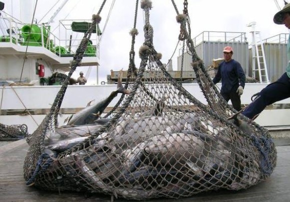 神秘现象!700万海豚死亡，开1个金枪鱼罐头，就可能死亡1只海豚
