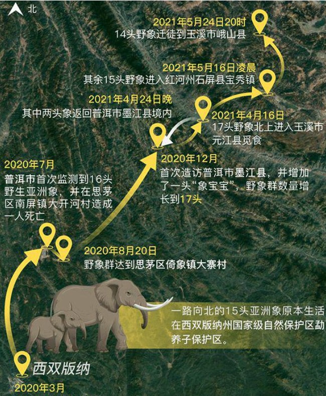 西双版纳大象群逛吃旅行执意北上，高速被迫封路、宠物遭到迫害