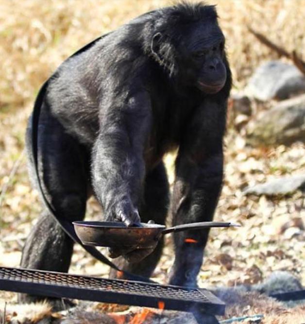 黑猩猩究竟有多么聪明？不光会做饭，还能说384个单词？