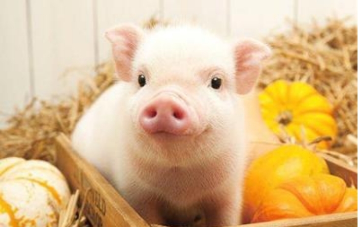 世界上最聪明的八种动物好吃懒做的猪上榜了？（猪排名第八）