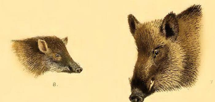 世界最大和最小的猪都是“中国猪”后者竟和金丝猴一样濒危
