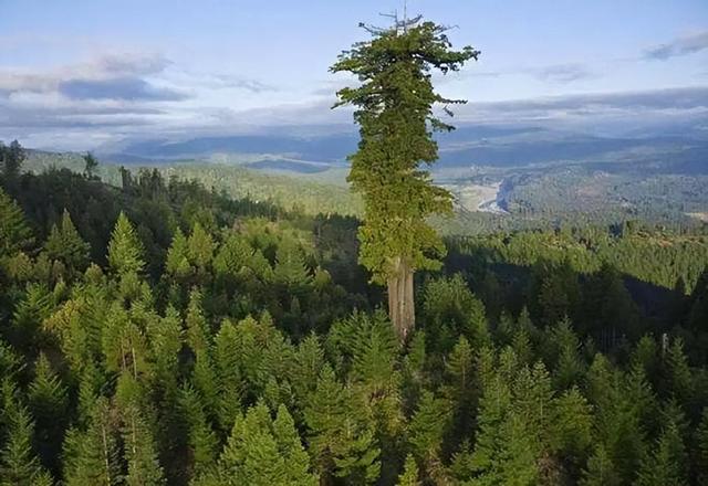 中国最高树木83.2米记录再次被刷新！可为何我国没有100米大树？