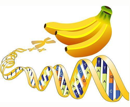 人类为何有香蕉的基因？单看DNA，你和香蕉的相似度超过60%