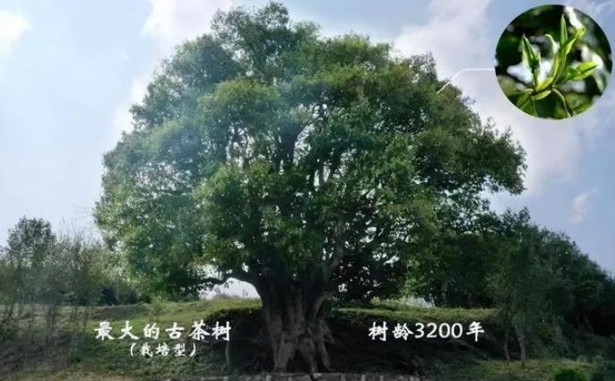 中国有棵世界最古老的茶树5斤茶卖出1068万天价