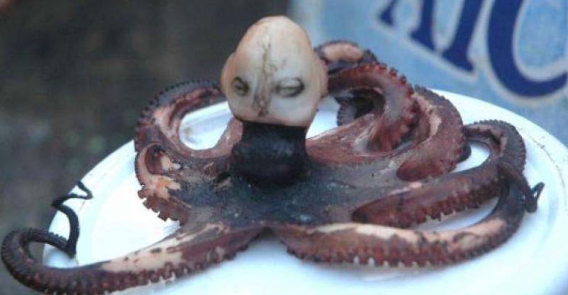 恐怖的印尼章鱼真的存在吗？人头章鱼身的非常诡异
