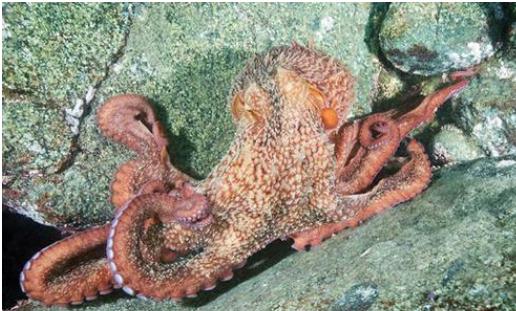 恐怖的印尼章鱼真的存在吗？人头章鱼身的非常诡异