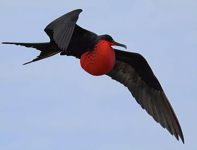 世界上飞行速度最快的鸟，可以直接突破音障，它是如何做到的