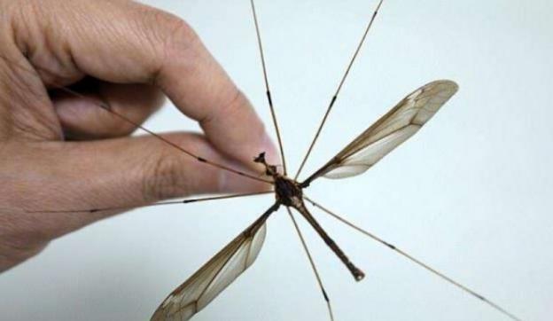 巨型蚊子长什么样，那种巨大的蚊子（华丽巨蚊）