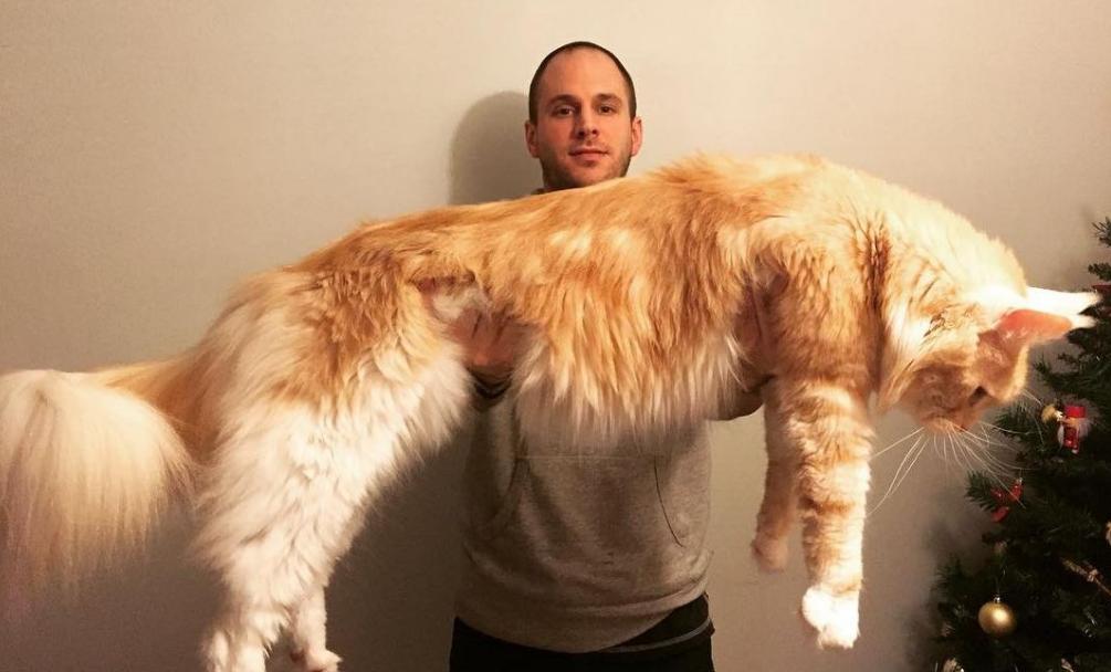 世界上最大的猫是什么猫，缅因猫体长1.2米（被称温柔的巨人）