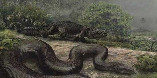 神秘的百英尺巨蛇出现在婆罗洲（神秘巨蛇引发热议）