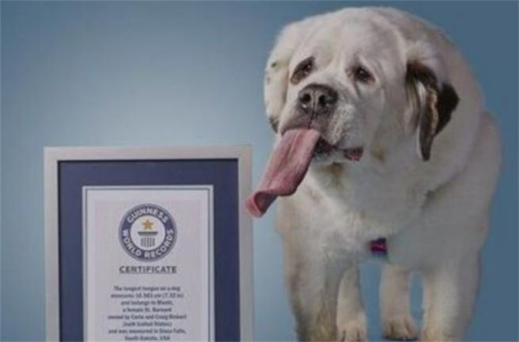 世界舌头最长狗  舌头长达18.58厘米 （圣伯纳犬）