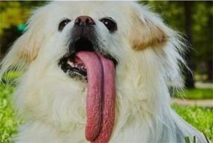 世界舌头最长狗  舌头长达18.58厘米 （圣伯纳犬）