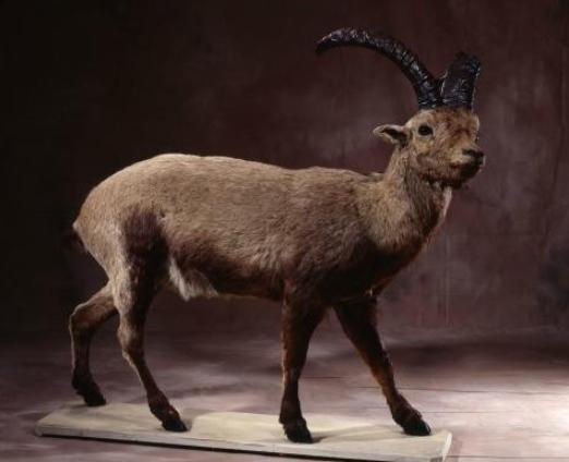 2003年克隆出比利牛斯野山羊，灭绝动物重生，(不可思议的技术）