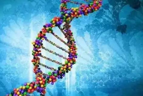 人类寿命或可增加20年，以色列科学家发现能延长寿命的基因