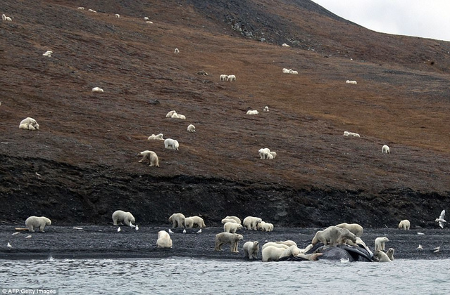 记载北极野性之美，北极熊享用长须鲸尸体（被发现的美丽）