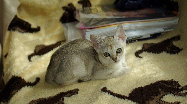 世界上最小的猫种 仅重2.5公斤（新加坡猫）