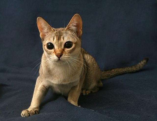 世界上最小的猫种 仅重2.5公斤（新加坡猫）
