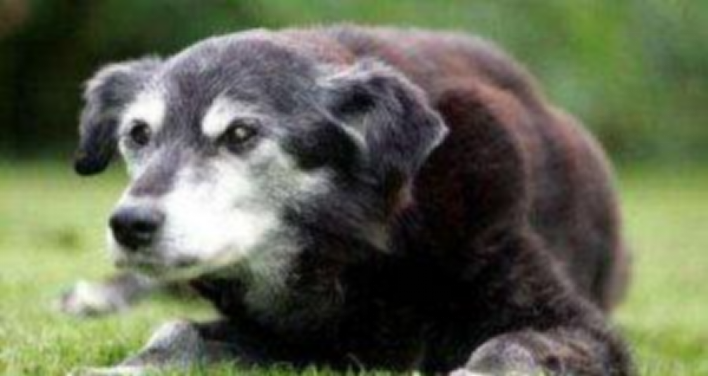 世界最长寿的狗狗 活了30岁（人类的203岁）