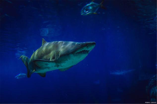科学研究澄清对鲨鱼的误解（海洋生物）