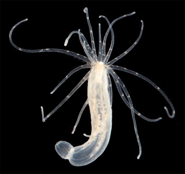 世界海中寿命最长的动物之三（水螅、灯塔水母、玻璃海绵）