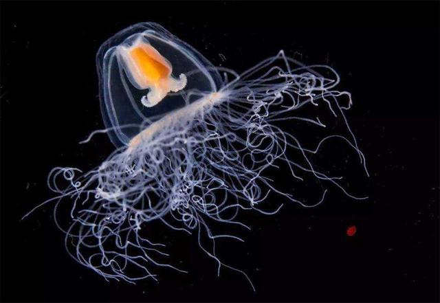 世界海中寿命最长的动物之三（水螅、灯塔水母、玻璃海绵）
