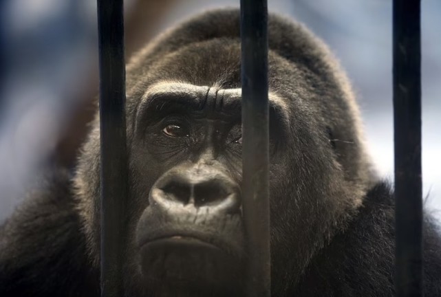 世界上最孤独的大猩猩 被关超过30年（拒绝释放）