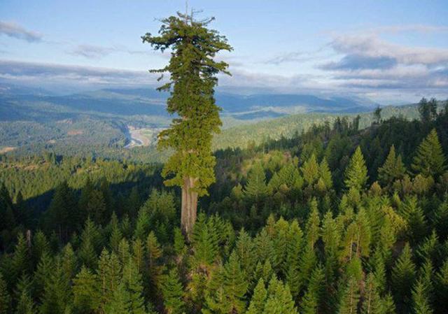 世界最高 最粗 最大的树（王桉、百骑大栗树、雪曼将军树 ）
